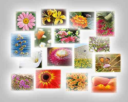 thumbnails of the puzzles Puzzles: Century plant, Sunflowers and house, Red gerbera, Drops on lily, Petals, Begonia, Pink and stone, Aloe and friends, Calm daisy, Crowd, Back light, Tulip, Thistle, Lantana and bee, Butterfly on pink