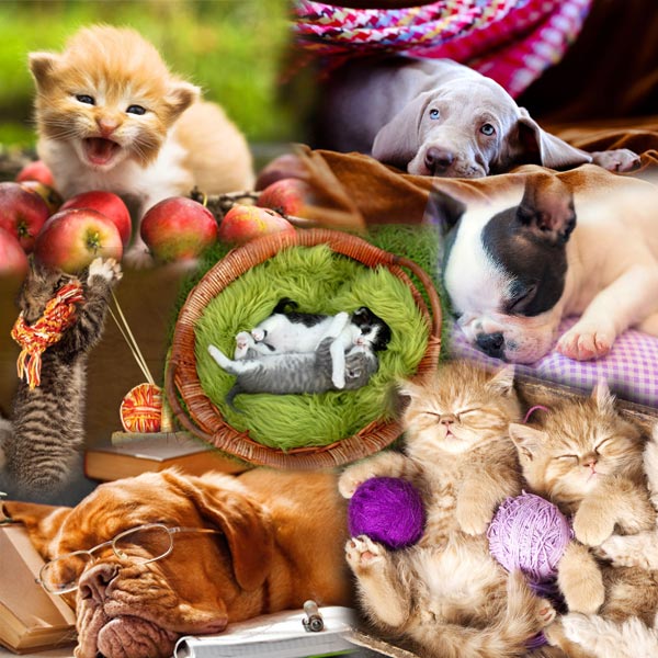 Algunas imágenes del nuevo pack de perros y gatos en un collage