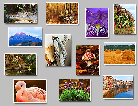 thumbnails of the puzzles Puzzles: Alligator, Roots, Iris, Park Guell, Pedraforca, Rope, Amanita, Bales, Flamingo, Pink flowers, By the river (Girona)