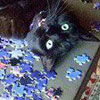 Some fun stuff about cats and jigsaw puzzles